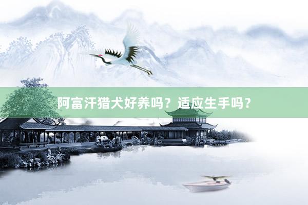 阿富汗猎犬好养吗？适应生手吗？